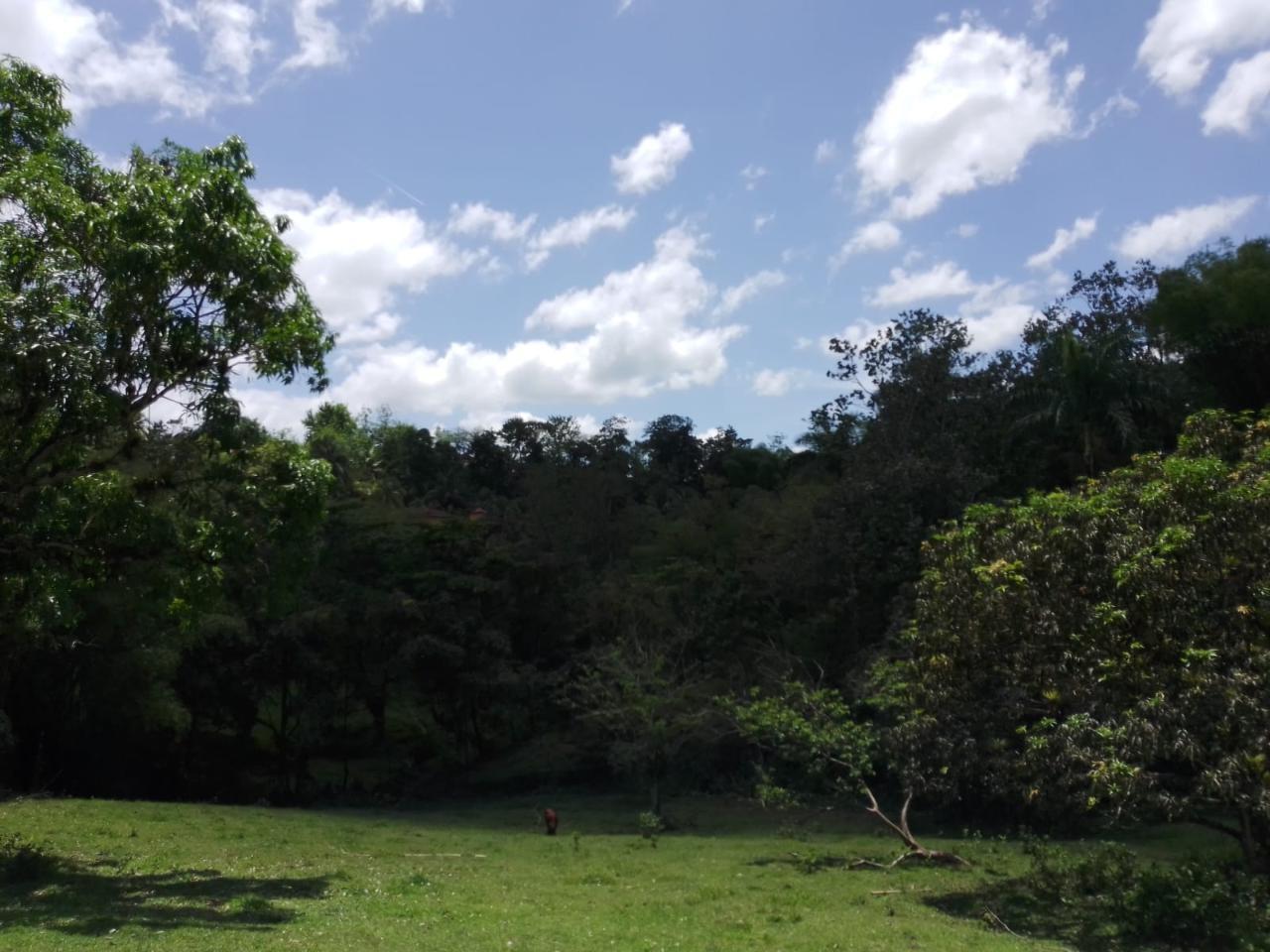 Twenty-Eighth image of Lambs River in Lambs River, Westmoreland, Jamaica - property is For Sale