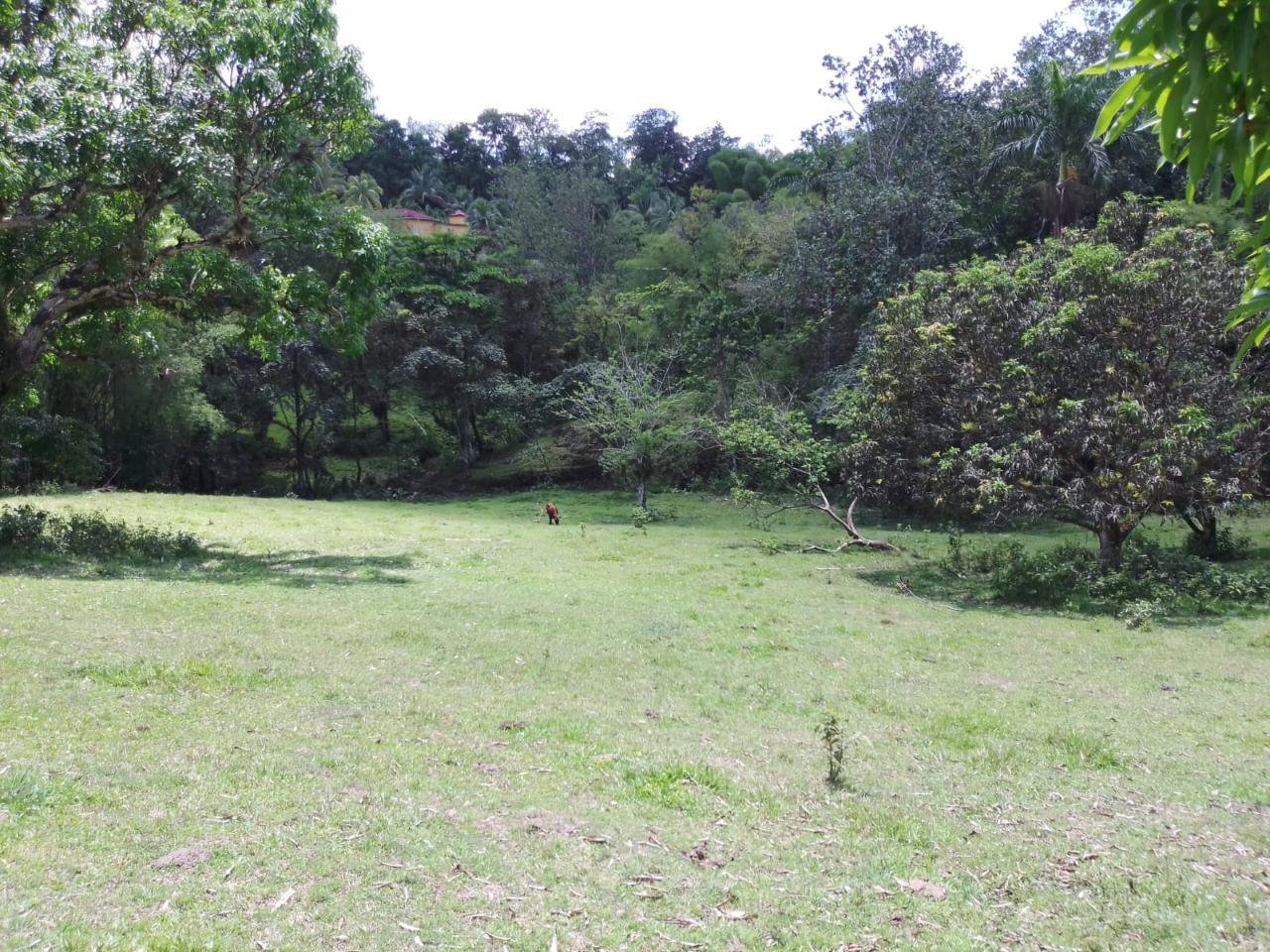 Twenty-Ninth image of Lambs River in Lambs River, Westmoreland, Jamaica - property is For Sale
