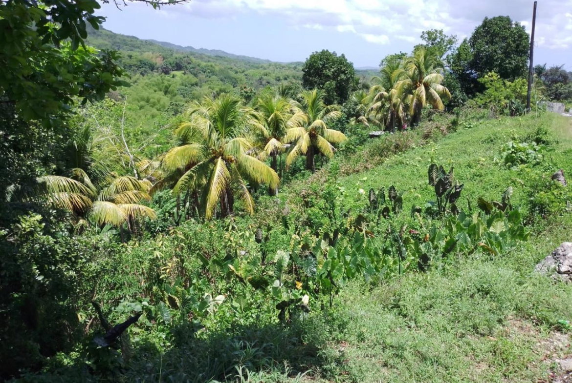 Ninth image of Lambs River in Lambs River, Westmoreland, Jamaica - property is For Sale
