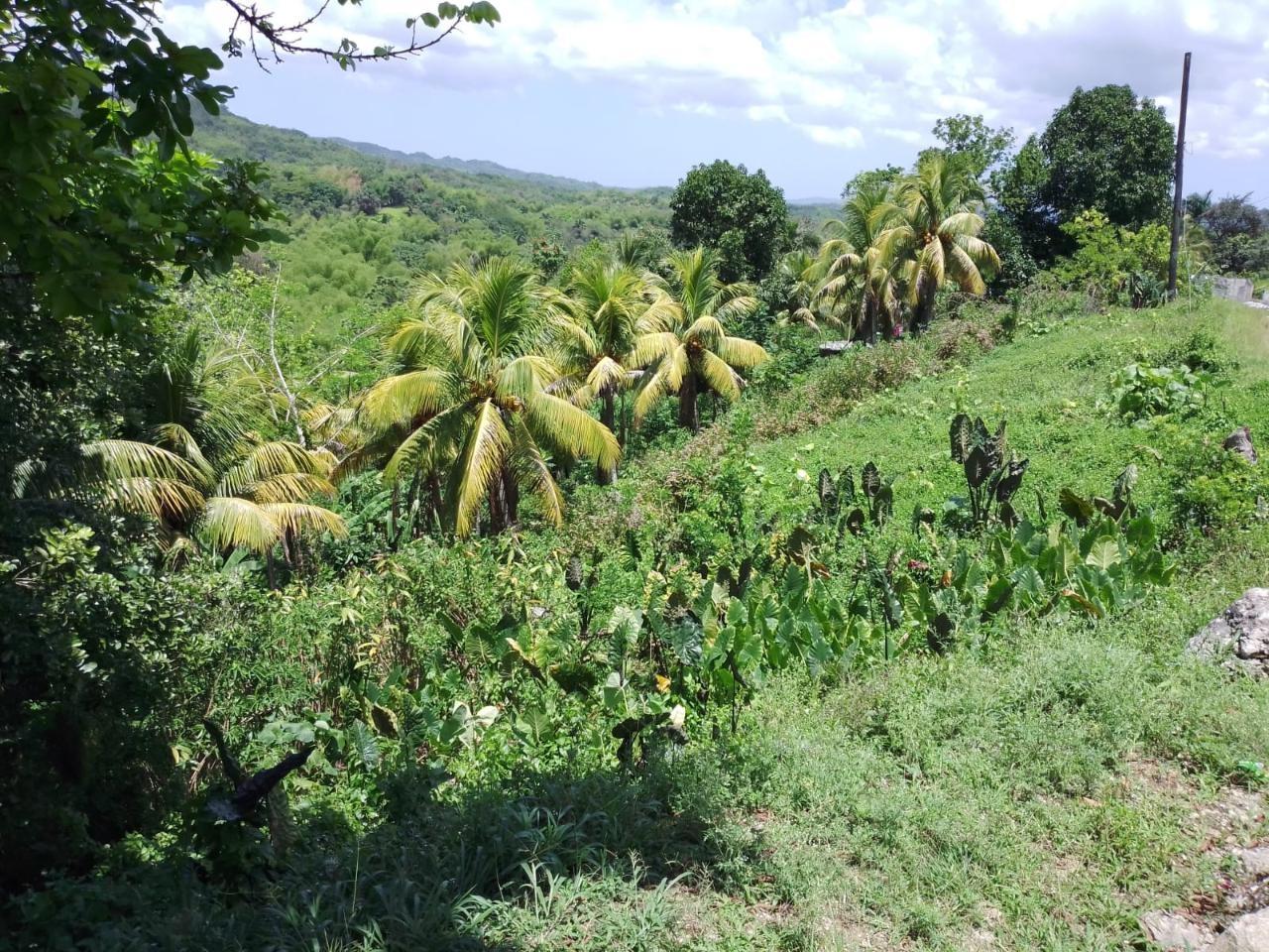 Ninth image of Lambs River in Lambs River, Westmoreland, Jamaica - property is For Sale