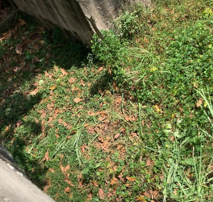 Twenty-Third image of 87 Clifton Farm in Linstead, St. Catherine, Jamaica - property is For Sale