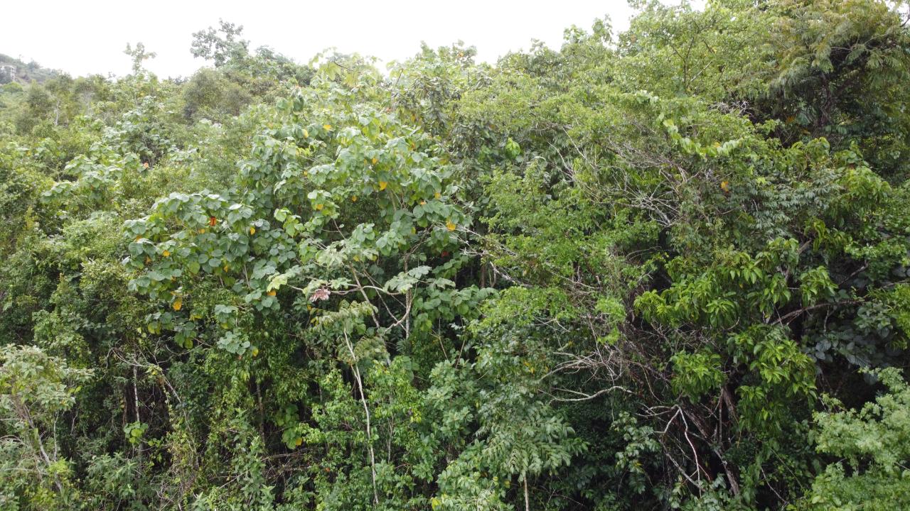 Third image of Windover, Sligoville in Sligoville, St. Catherine, Jamaica - property is For Sale