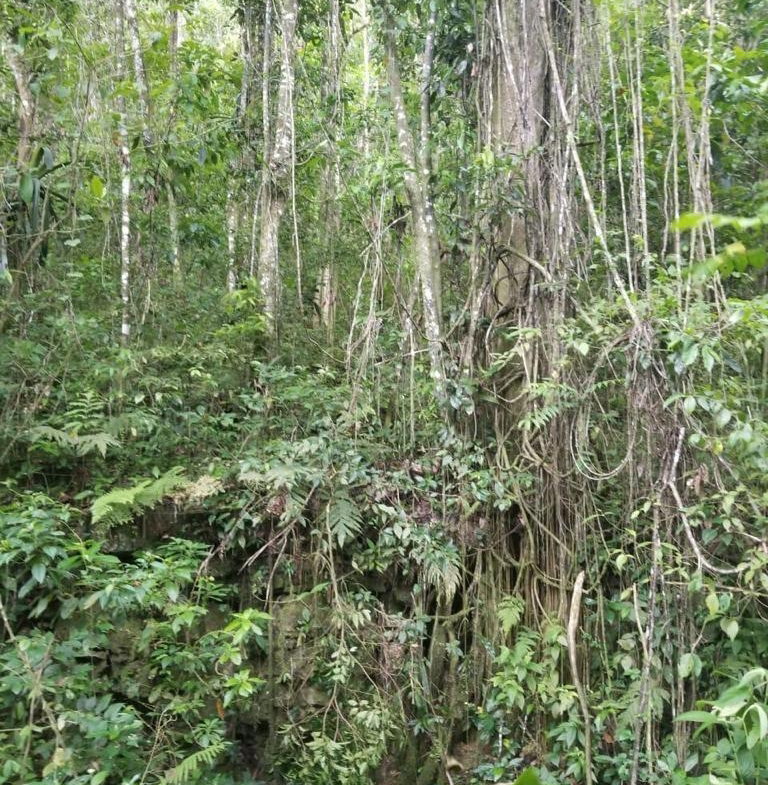 Second image of 61 Great Valley, Hanover in Great Valley, Hanover, Jamaica - property is For Sale