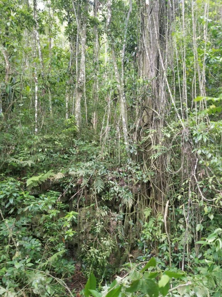5.13-Acre-Residential-Lot-for-Sale-in-Hanover-Jamaica Second image of 61 Great Valley, Hanover in Great Valley, Hanover, Jamaica - property is For Sale