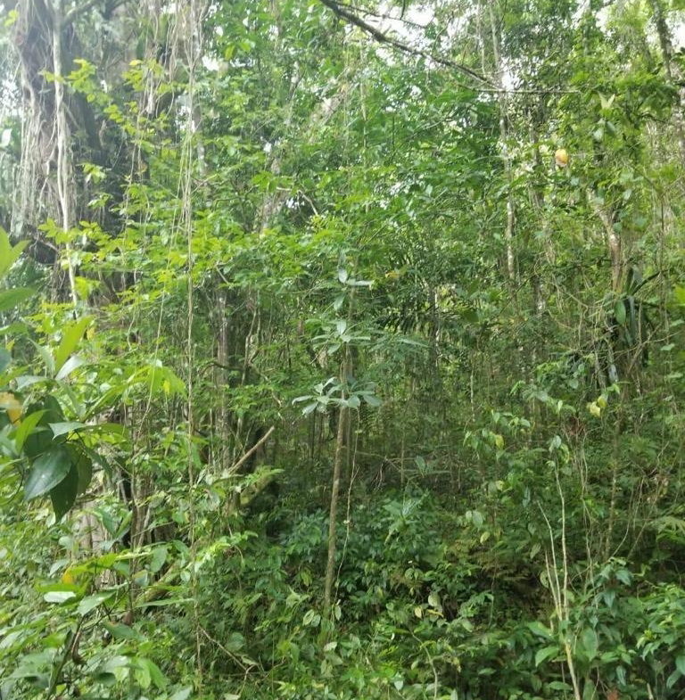 Third image of 61 Great Valley, Hanover in Great Valley, Hanover, Jamaica - property is For Sale