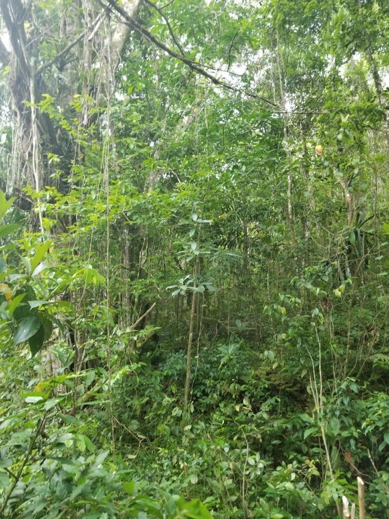 5.13-Acre-Residential-Lot-for-Sale-in-Hanover-Jamaica Third image of 61 Great Valley, Hanover in Great Valley, Hanover, Jamaica - property is For Sale