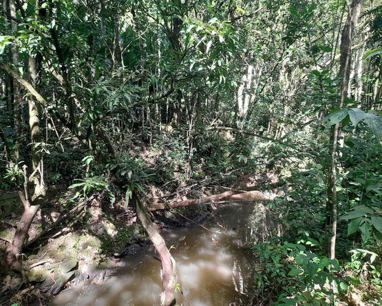 Second image of Ducketts Spring in Bethel Town, Westmoreland, Jamaica - property is For Sale