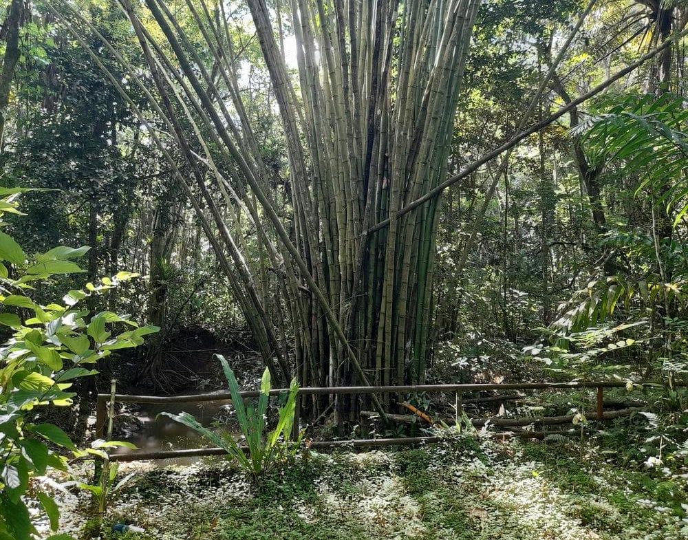 Third image of Ducketts Spring in Bethel Town, Westmoreland, Jamaica - property is For Sale