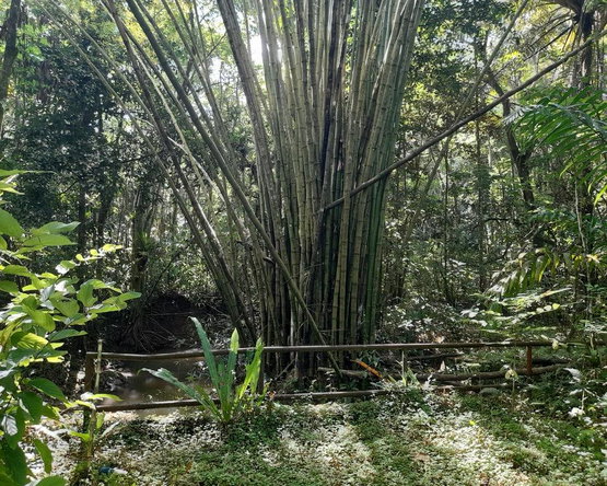 Third image of Ducketts Spring in Bethel Town, Westmoreland, Jamaica - property is For Sale