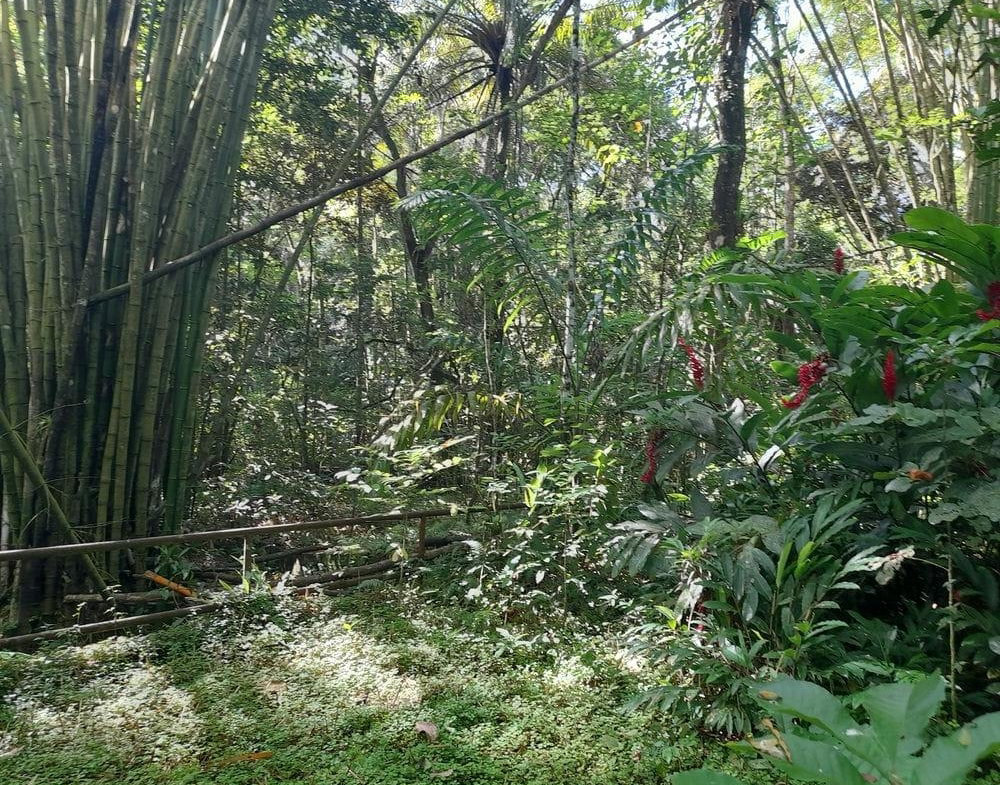 Fourth image of Ducketts Spring in Bethel Town, Westmoreland, Jamaica - property is For Sale
