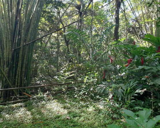 Fourth image of Ducketts Spring in Bethel Town, Westmoreland, Jamaica - property is For Sale