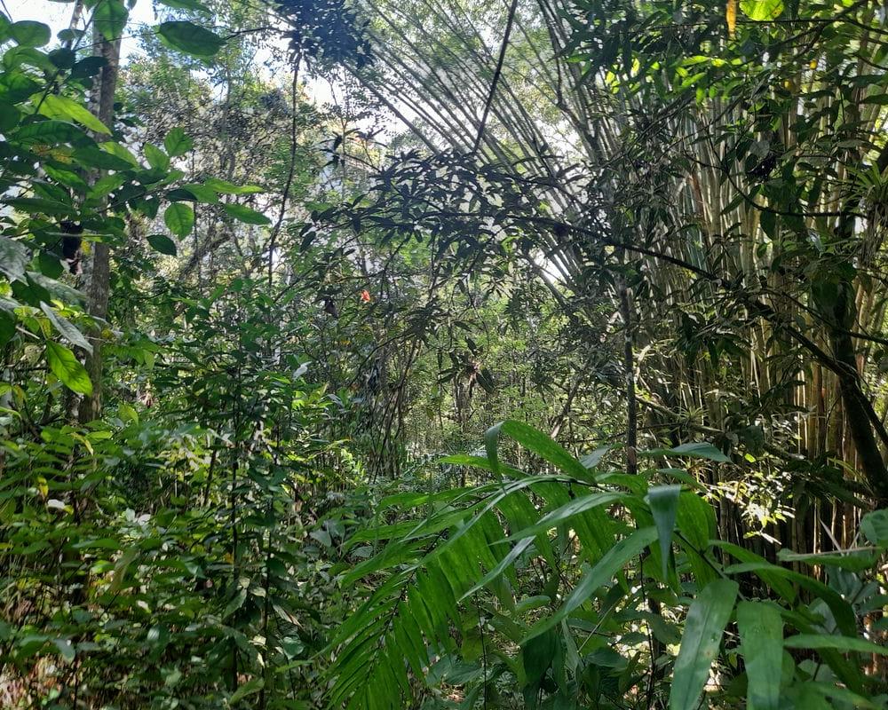 5.13-Acres-Fertile-Farmland-for-Sale-in-Ducketts-Spring-Westmoreland Fifth image of Ducketts Spring in Bethel Town, Westmoreland, Jamaica - property is For Sale