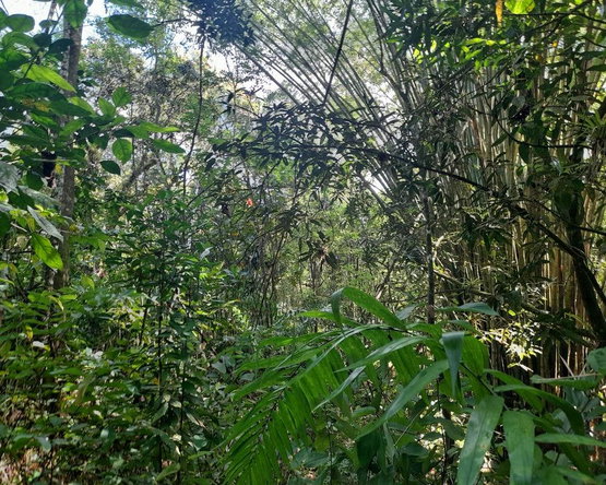 Fifth image of Ducketts Spring in Bethel Town, Westmoreland, Jamaica - property is For Sale