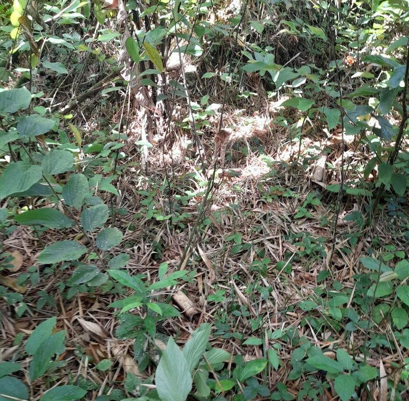 Sixth image of Ducketts Spring in Bethel Town, Westmoreland, Jamaica - property is For Sale