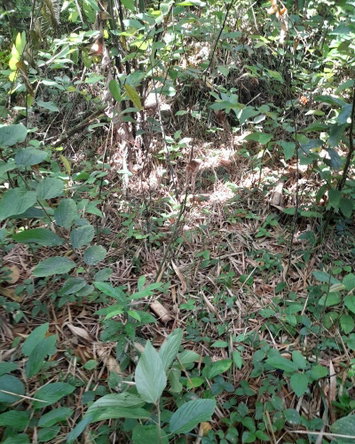Sixth image of Ducketts Spring in Bethel Town, Westmoreland, Jamaica - property is For Sale