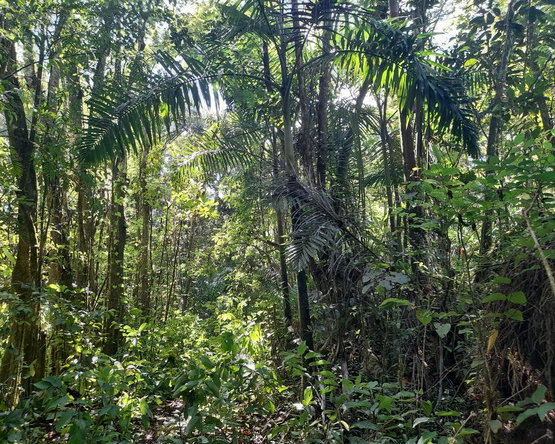 Seventh image of Ducketts Spring in Bethel Town, Westmoreland, Jamaica - property is For Sale