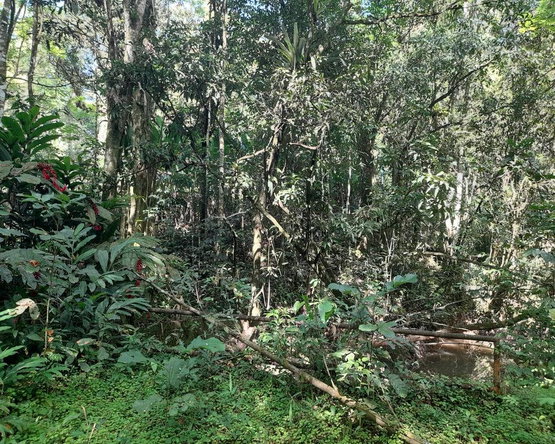 First image of Ducketts Spring in Bethel Town, Westmoreland, Jamaica - property is For Sale