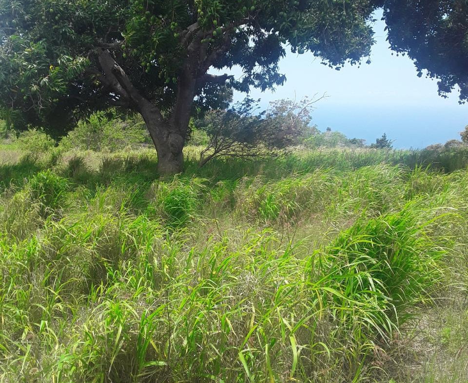 Second image of Plowden Manchester in Plowden Hill, Manchester, Jamaica - property is For Sale
