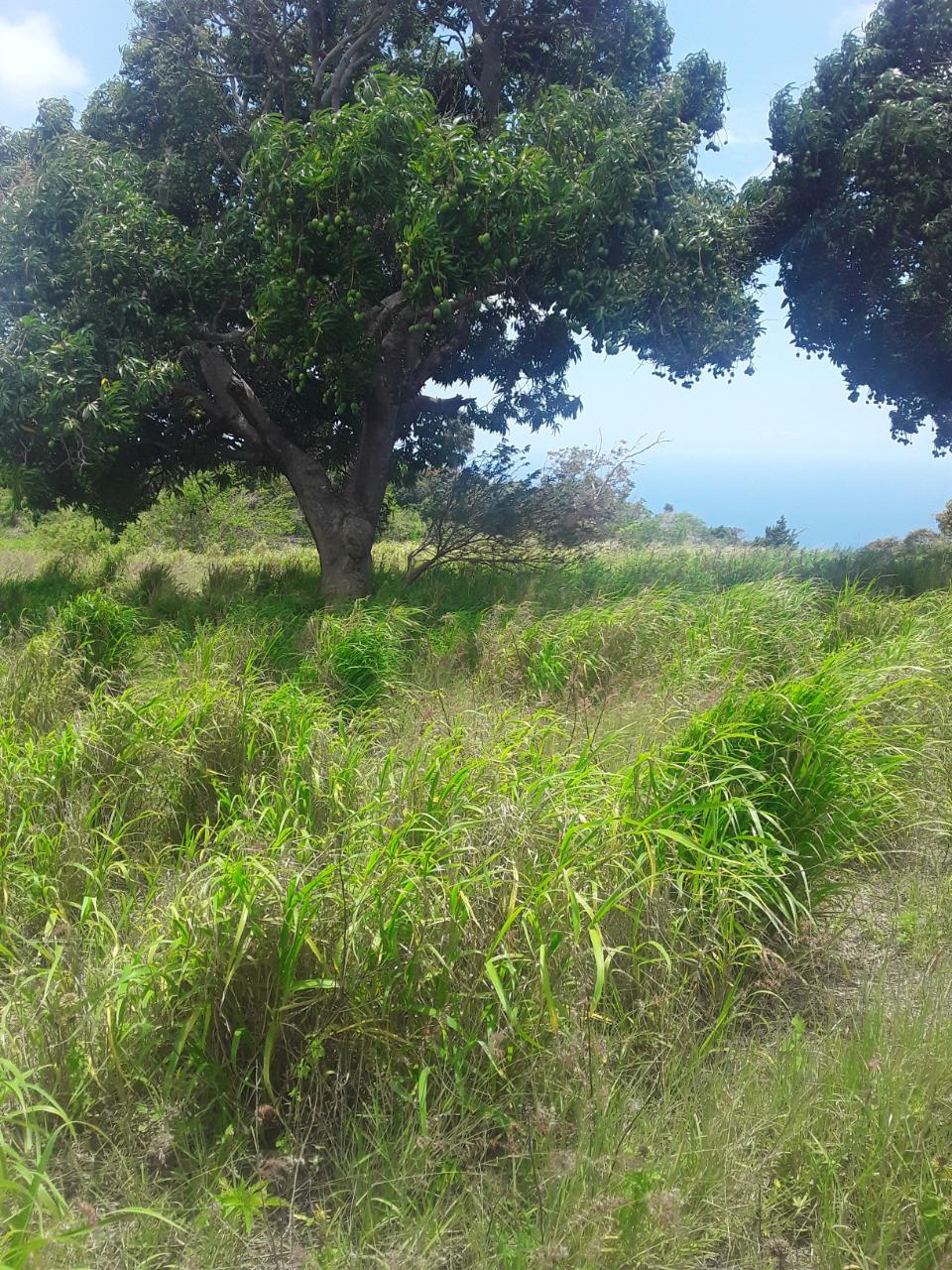 Second image of Plowden Manchester in Plowden Hill, Manchester, Jamaica - property is For Sale