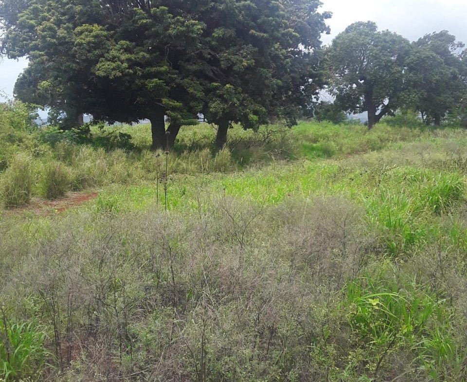 Twelfth image of Plowden Manchester in Plowden Hill, Manchester, Jamaica - property is For Sale