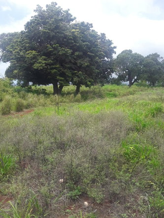 Twelfth image of Plowden Manchester in Plowden Hill, Manchester, Jamaica - property is For Sale