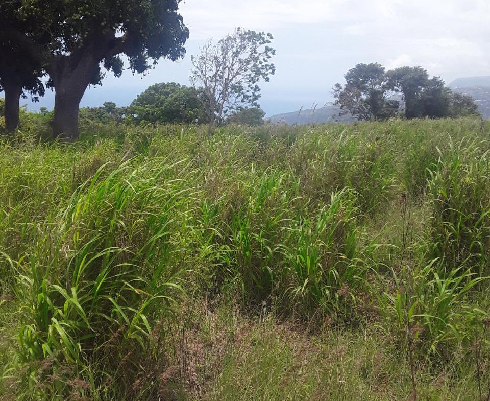 Third image of Plowden Manchester in Plowden Hill, Manchester, Jamaica - property is For Sale