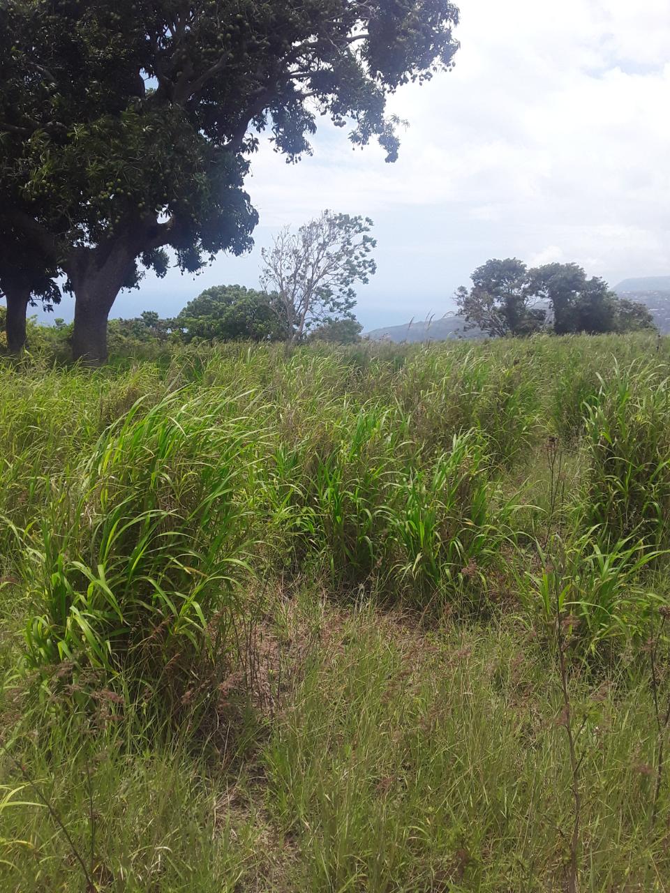 Third image of Plowden Manchester in Plowden Hill, Manchester, Jamaica - property is For Sale
