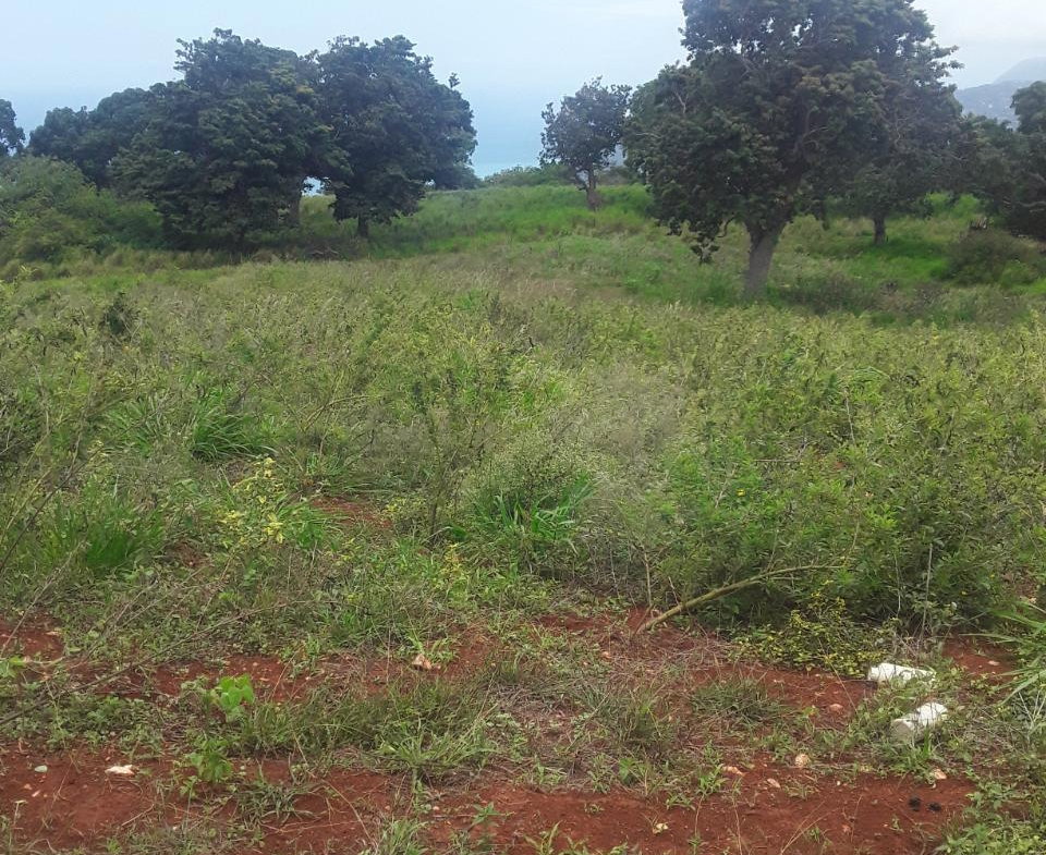 Fourth image of Plowden Manchester in Plowden Hill, Manchester, Jamaica - property is For Sale