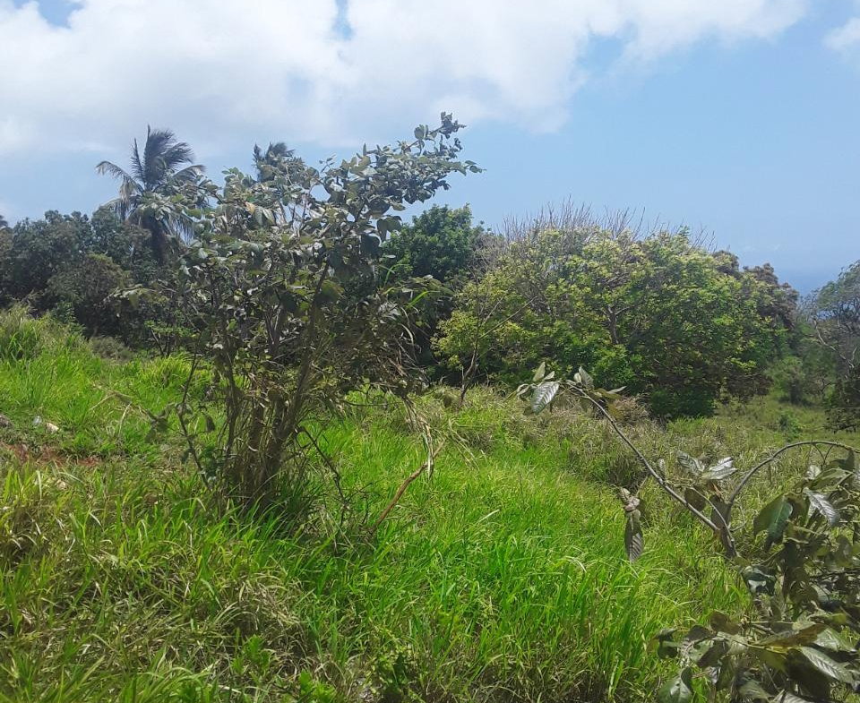 Sixth image of Plowden Manchester in Plowden Hill, Manchester, Jamaica - property is For Sale