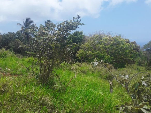 First image of Plowden Manchester in Plowden Hill, Manchester, Jamaica - property is For Sale