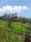 First image of Plowden Manchester in Plowden Hill, Manchester, Jamaica - property is For Sale