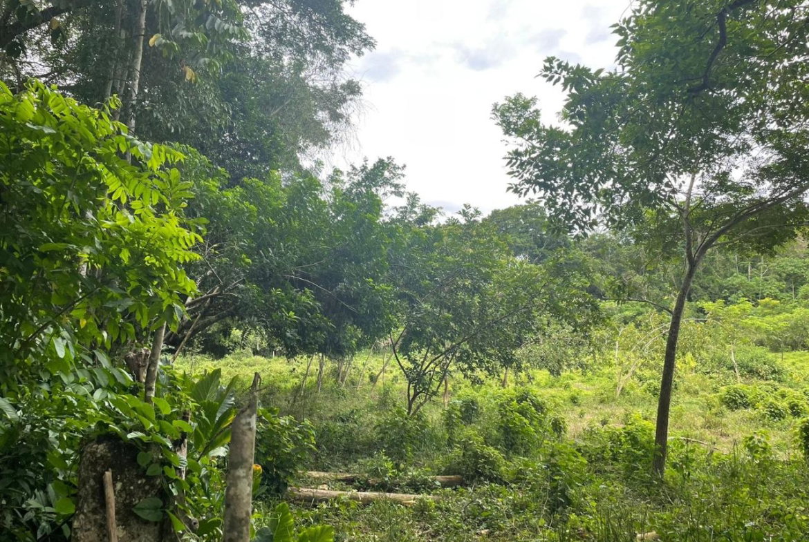 Third image of 31 Fort George in Camberwell, St. Mary, Jamaica - property is For Sale