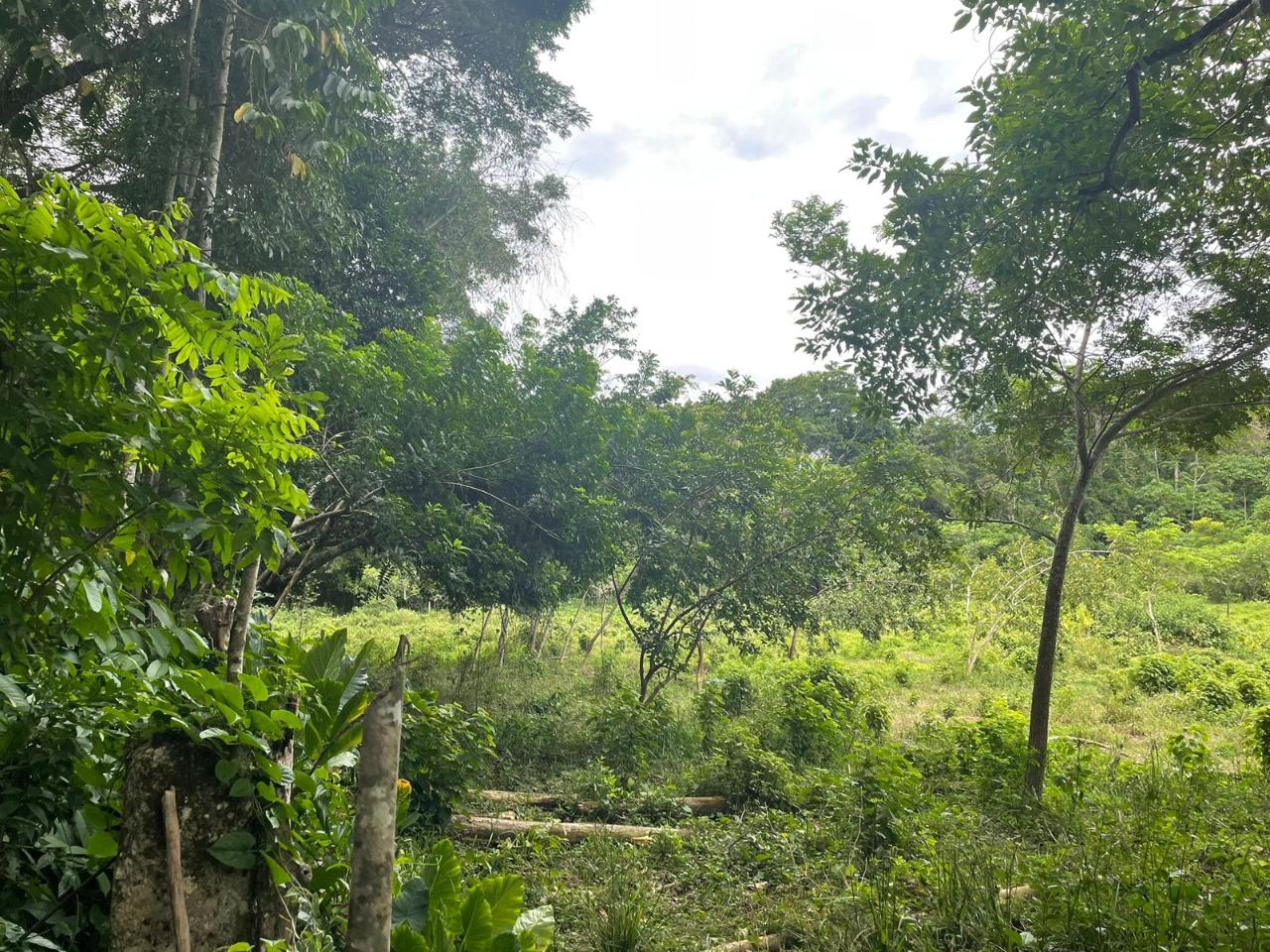 Third image of 31 Fort George in Camberwell, St. Mary, Jamaica - property is For Sale