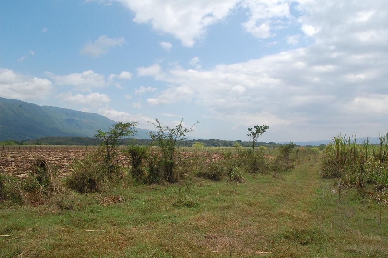 5.619-Acres-of-Prime-Agricultural-Land-for-Sale-in-Bogue-Saint-Elizabeth Second image of 9 Bogue, Saint Elizabeth in Elim, St. Elizabeth, Jamaica - property is For Sale