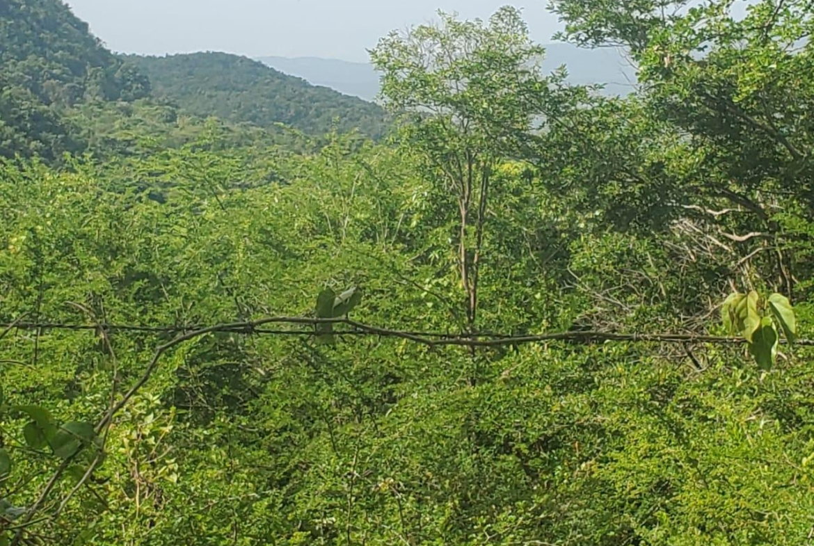 Second image of Long Common Manchester in St.Pauls, Manchester, Jamaica - property is For Sale