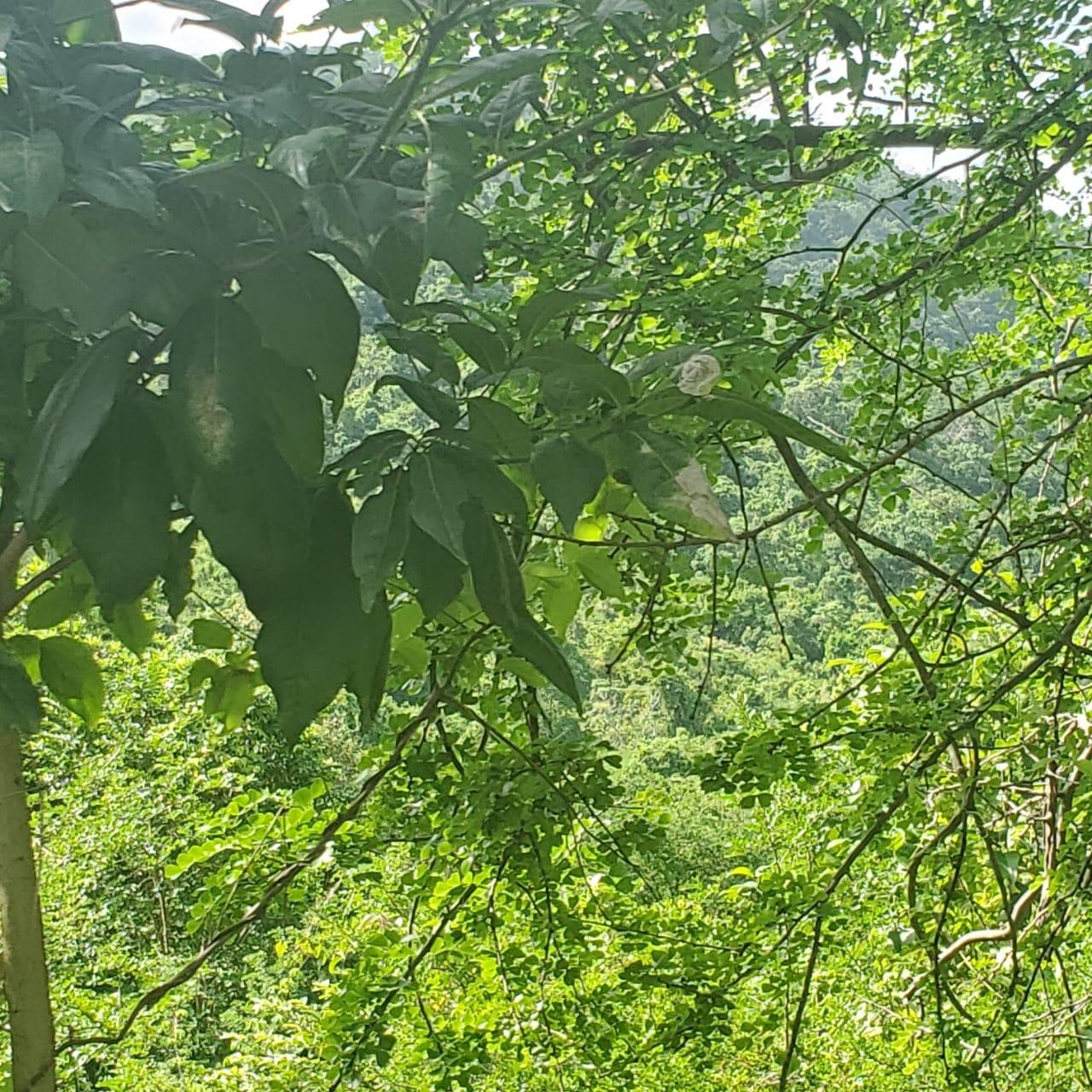 Eleventh image of Long Common Manchester in St.Pauls, Manchester, Jamaica - property is For Sale