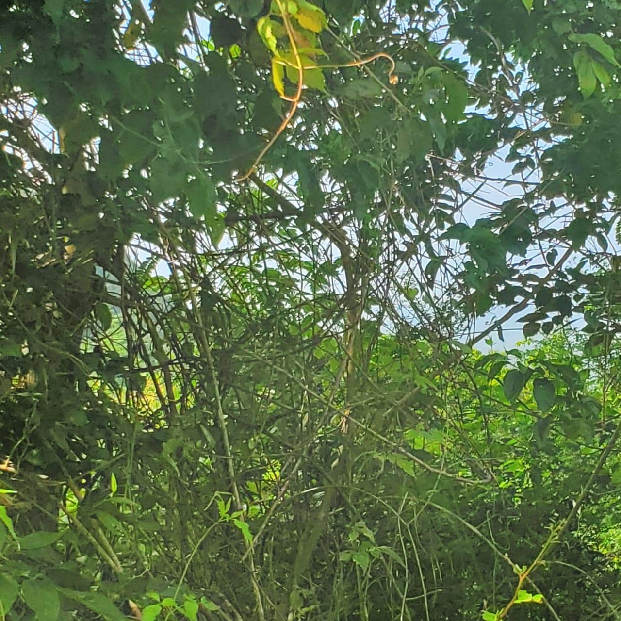 Twelfth image of Long Common Manchester in St.Pauls, Manchester, Jamaica - property is For Sale