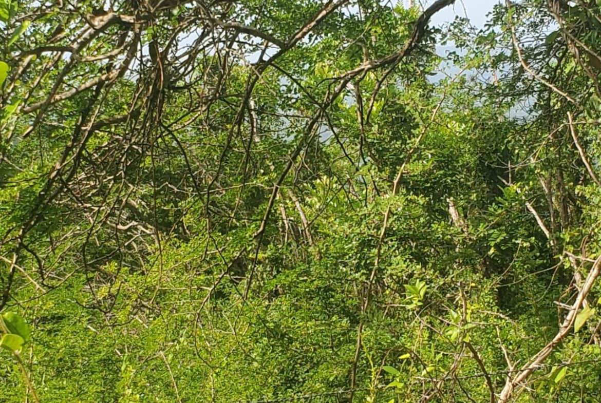 First image of Long Common Manchester in St.Pauls, Manchester, Jamaica - property is For Sale