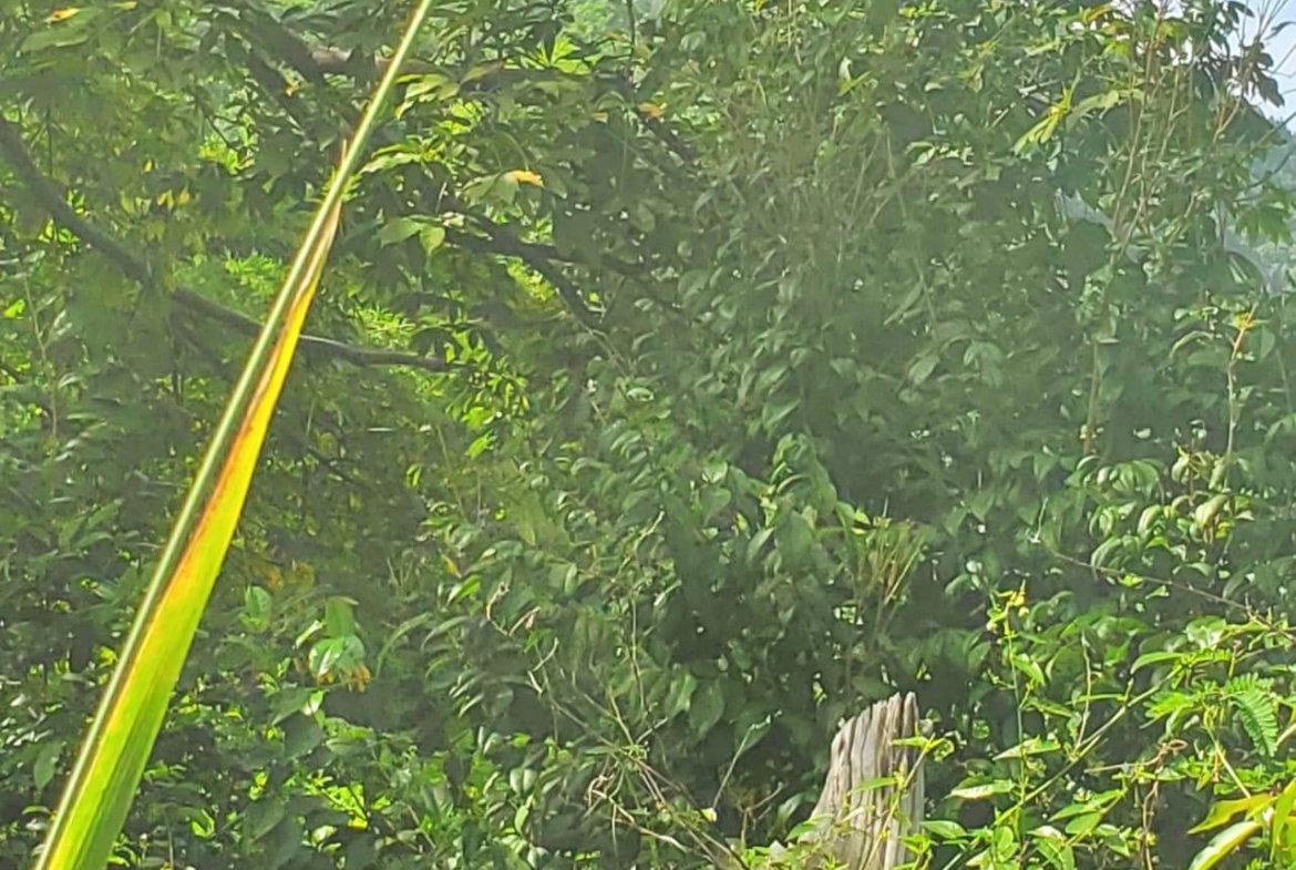 Thirteenth image of Long Common Manchester in St.Pauls, Manchester, Jamaica - property is For Sale
