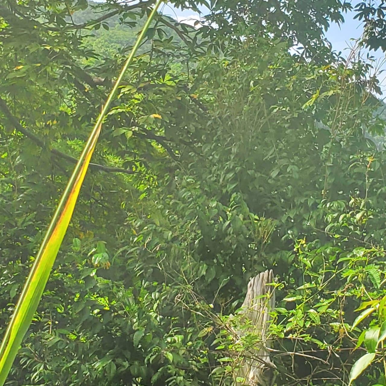 Thirteenth image of Long Common Manchester in St.Pauls, Manchester, Jamaica - property is For Sale