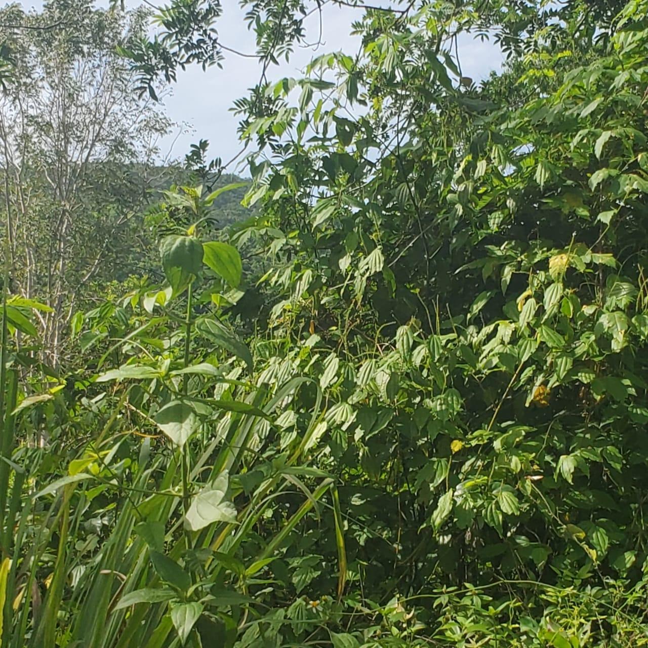 Sixteenth image of Long Common Manchester in St.Pauls, Manchester, Jamaica - property is For Sale
