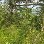 First image of Long Common Manchester in St.Pauls, Manchester, Jamaica - property is For Sale