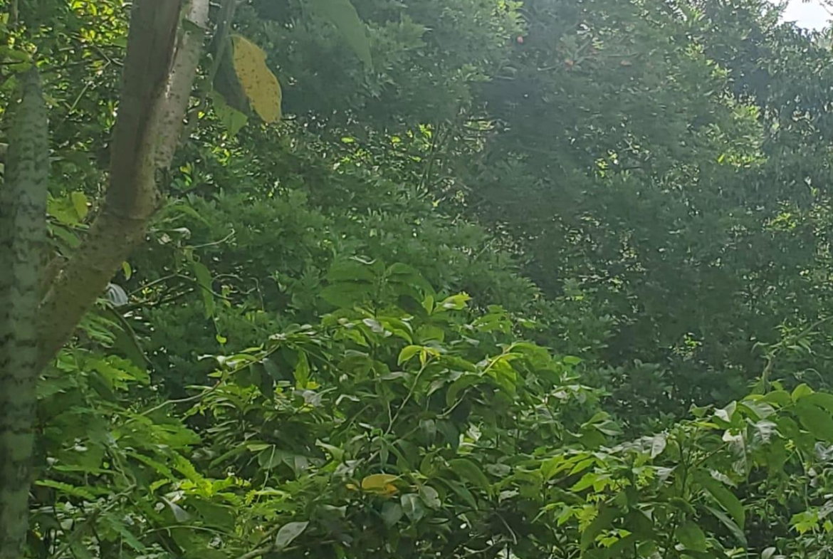 Eighteenth image of Long Common Manchester in St.Pauls, Manchester, Jamaica - property is For Sale