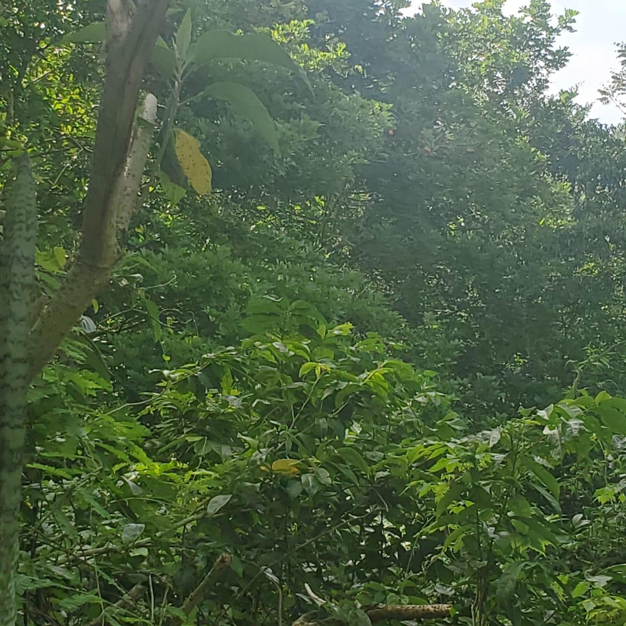Eighteenth image of Long Common Manchester in St.Pauls, Manchester, Jamaica - property is For Sale