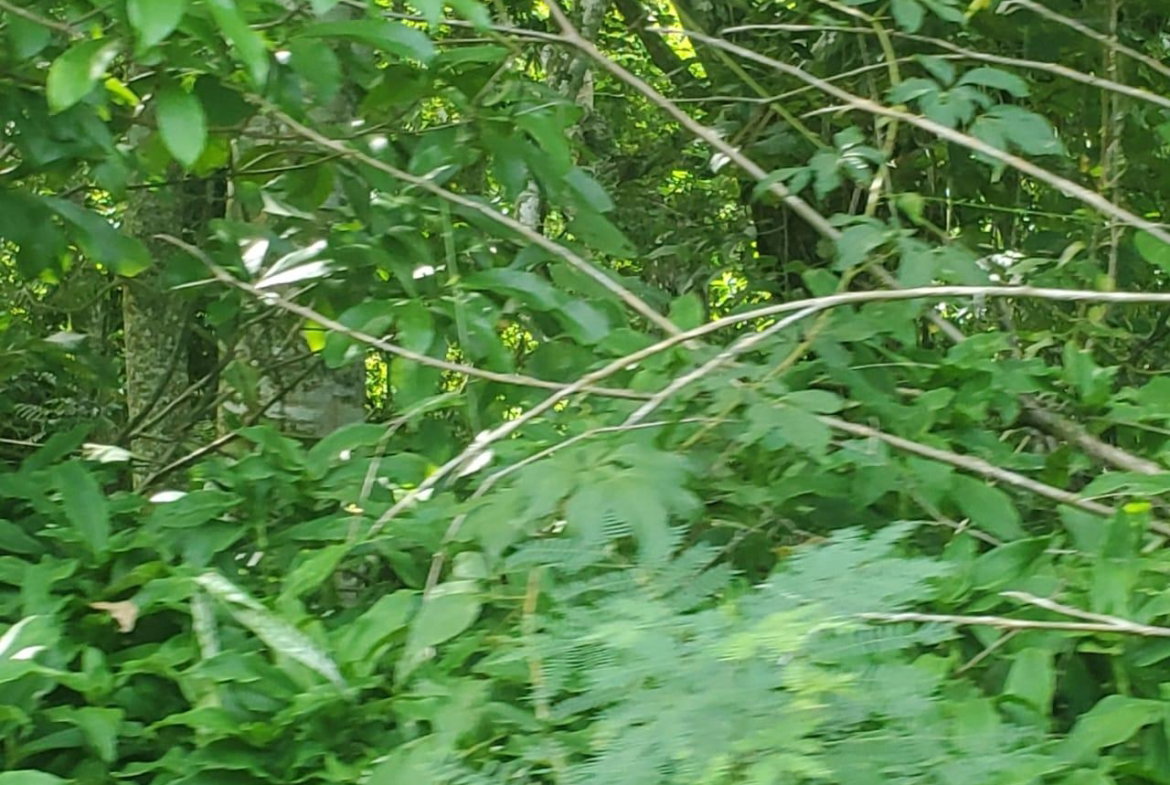 Twentieth image of Long Common Manchester in St.Pauls, Manchester, Jamaica - property is For Sale