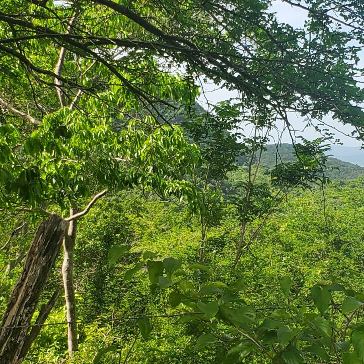 Third image of Long Common Manchester in St.Pauls, Manchester, Jamaica - property is For Sale