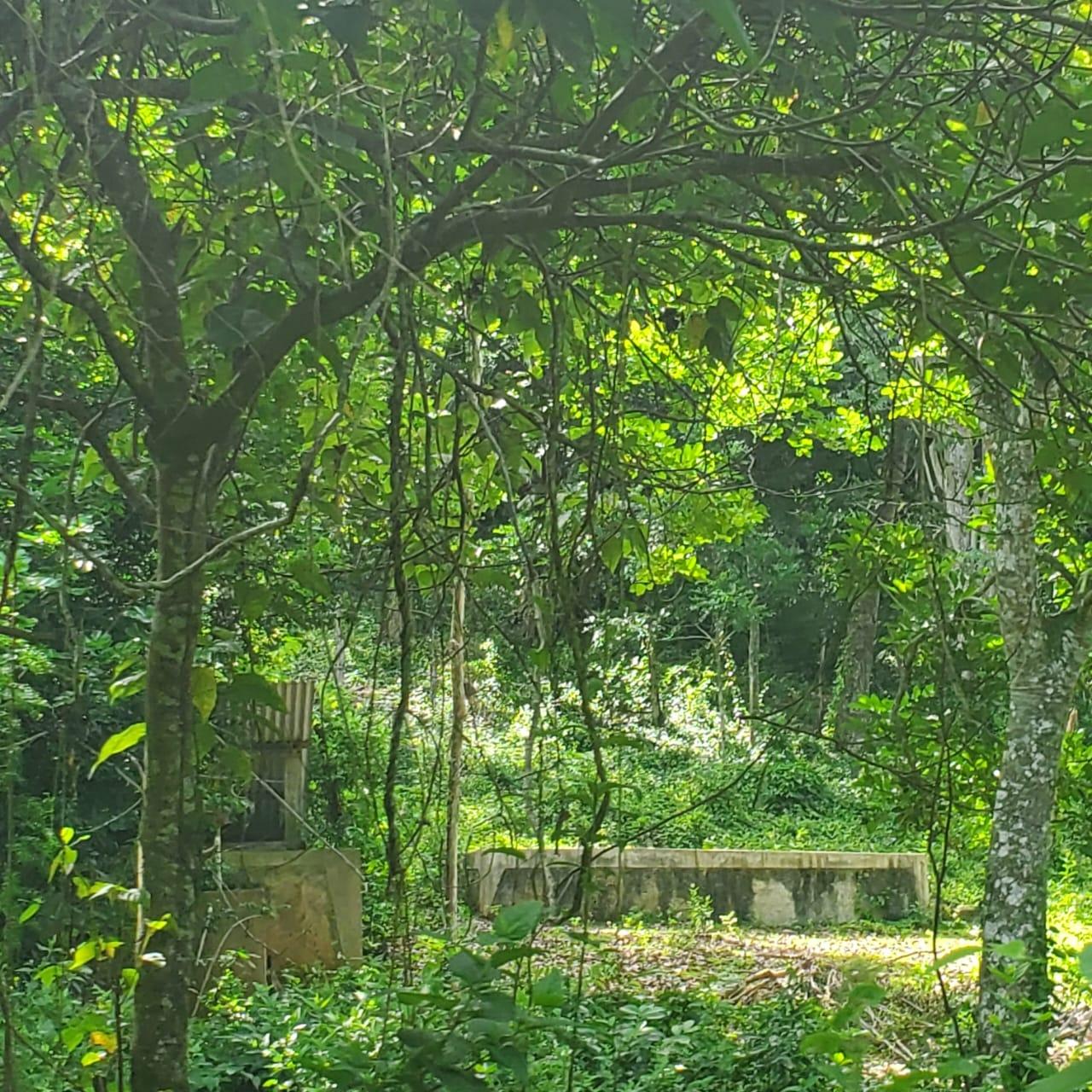 Twenty-Sixth image of Long Common Manchester in St.Pauls, Manchester, Jamaica - property is For Sale