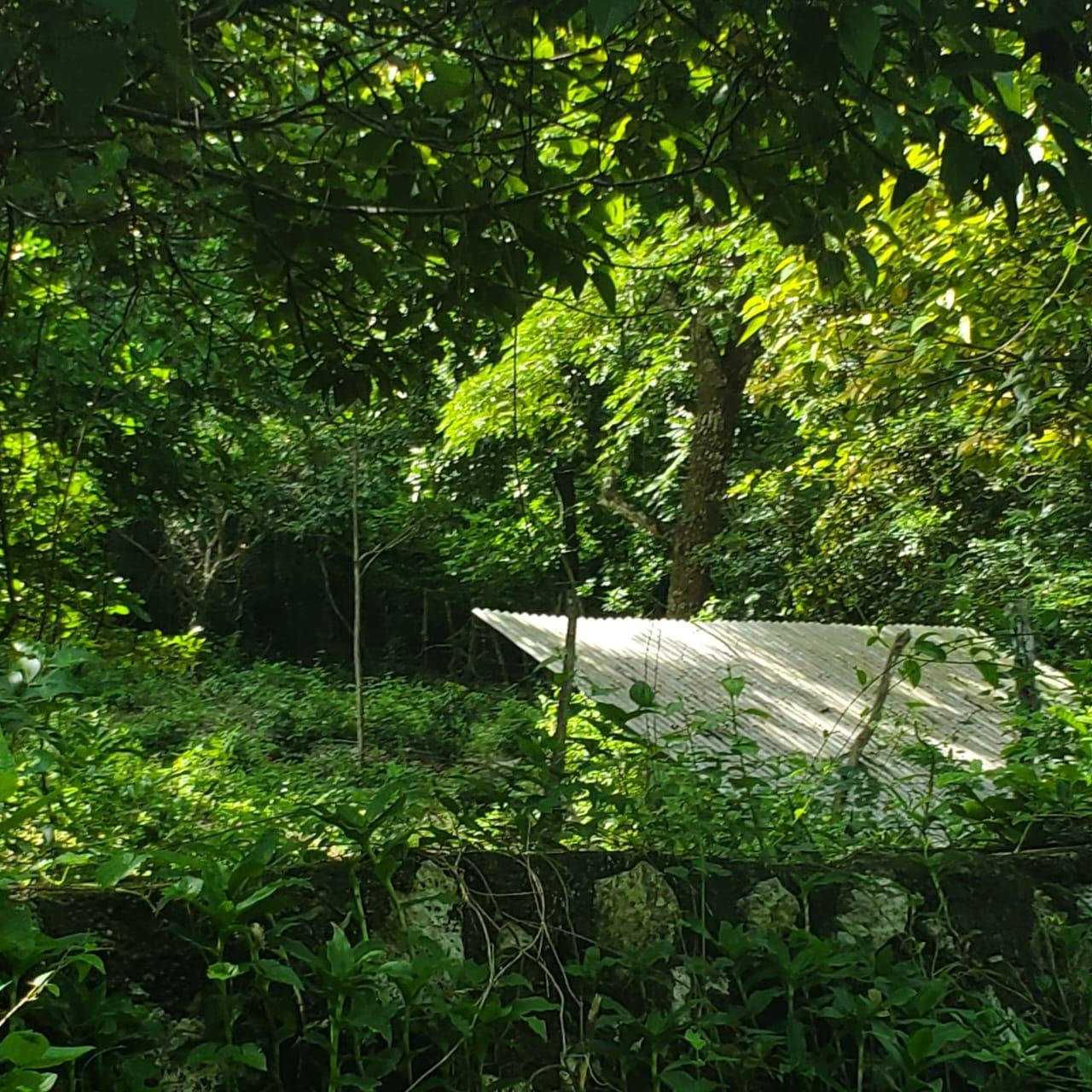 Twenty-Eighth image of Long Common Manchester in St.Pauls, Manchester, Jamaica - property is For Sale