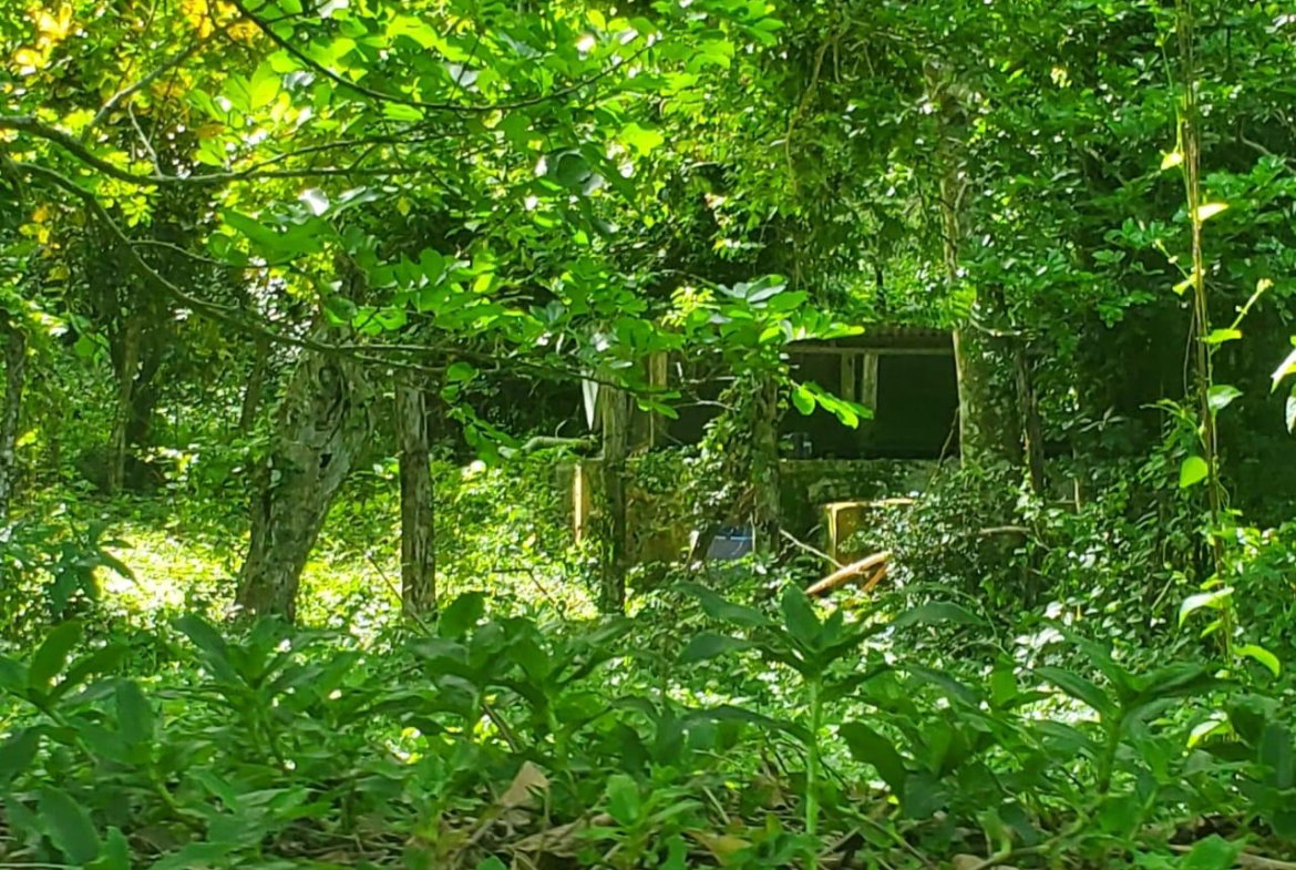 Twenty-Ninth image of Long Common Manchester in St.Pauls, Manchester, Jamaica - property is For Sale