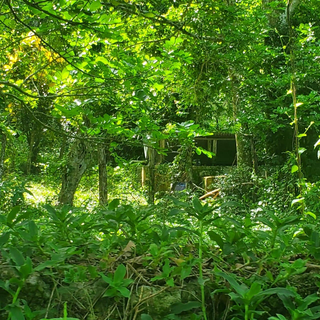 Twenty-Ninth image of Long Common Manchester in St.Pauls, Manchester, Jamaica - property is For Sale